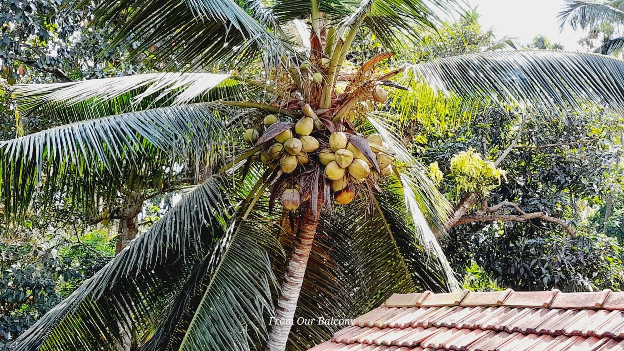 Le Meridien Bnb For Foreign Travelers Negombo Dış mekan fotoğraf