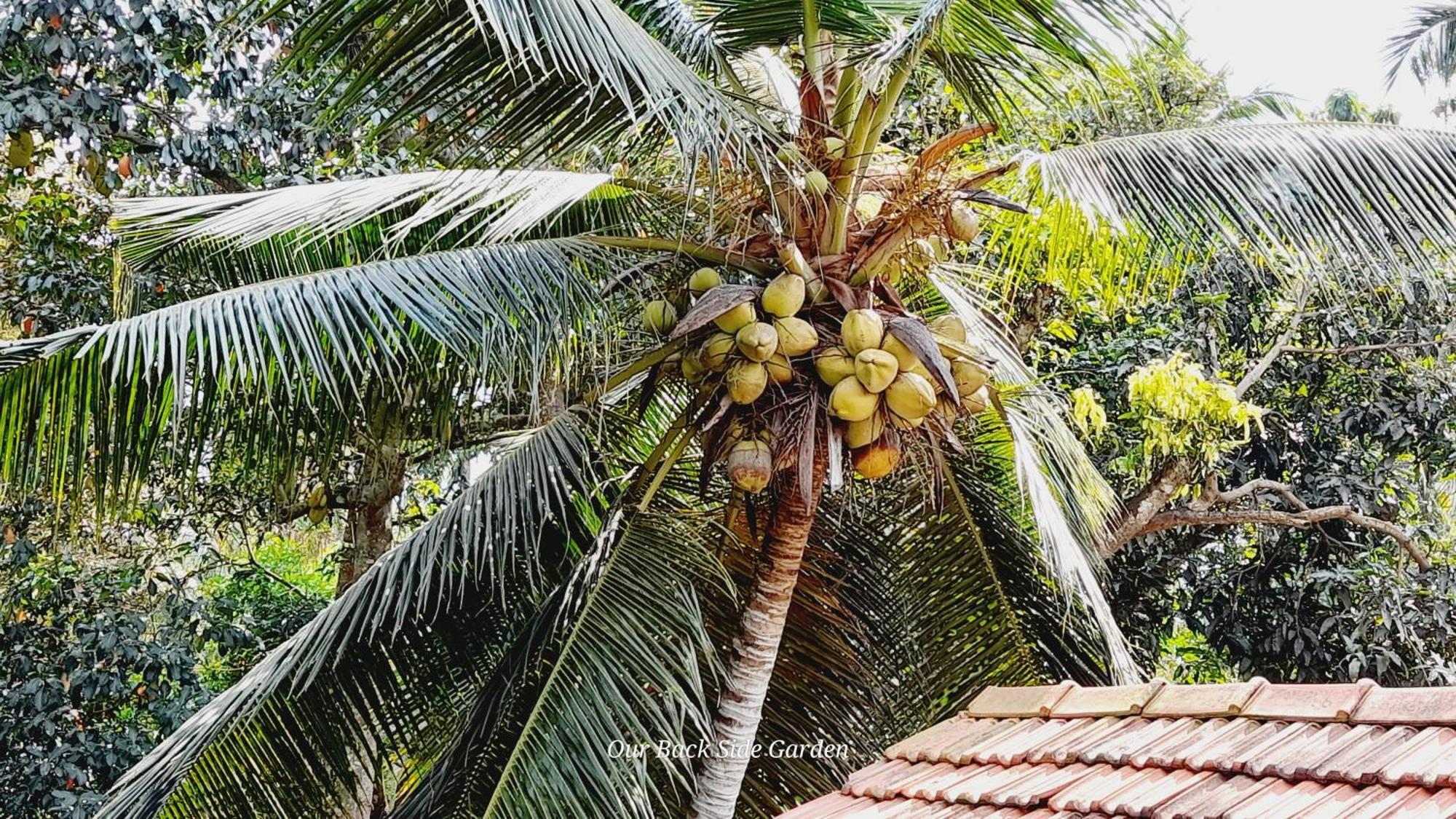 Le Meridien Bnb For Foreign Travelers Negombo Dış mekan fotoğraf